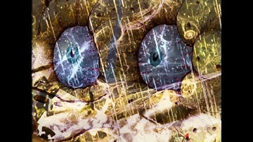 Warframe - "Void Storms" Experience 🙏