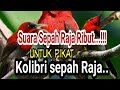 Suara Burung Sepah Raja Ribut Buat Pikat Mp3 - Mp4 Download
