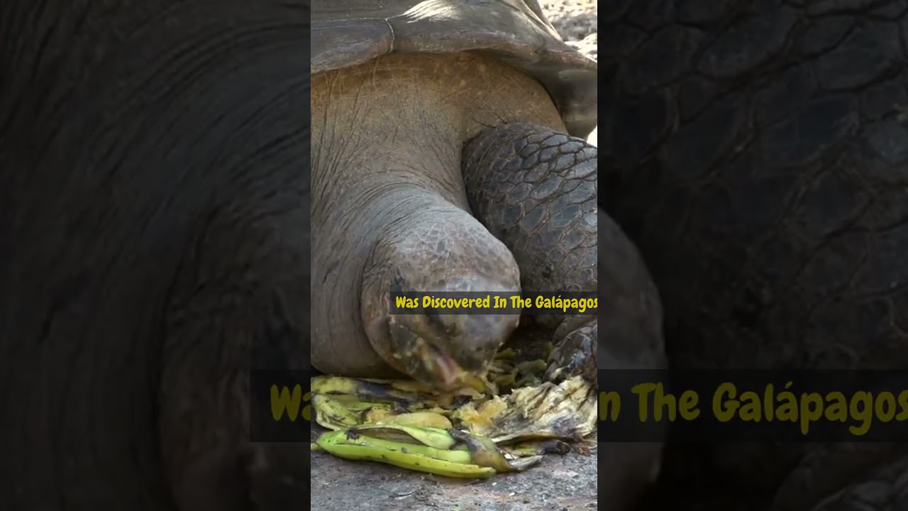 The world’s Rarest Reptile 