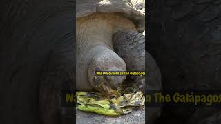 The world’s Rarest Reptile #PintaIslandTortoise #LonesomeGeorge #RarestAnimal #EndangeredSpecies