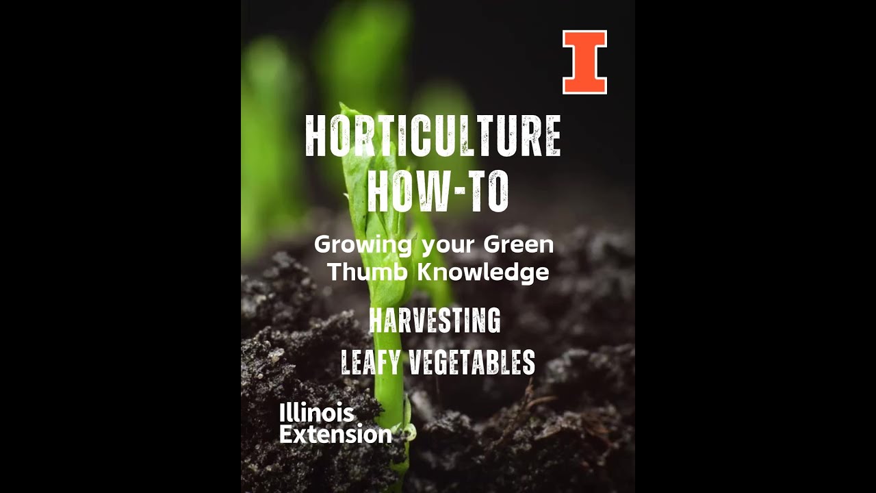 Horticulture How-To - Harvesting Leafy Vegetables