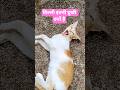 cat video/imotional status #cat #funny #shorts #meow #kitten