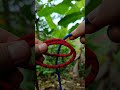 Square knot #knot #knotlessbraids #knotskill #knotying #rope #outdooractivities #camping #foryou