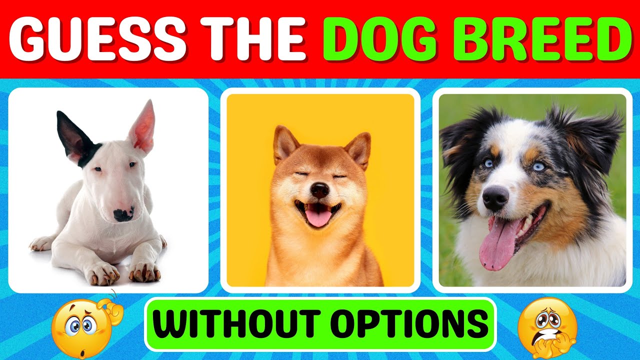 Can You Guess the Dog Breed? Fun Game for Dog Lovers!🐕‍🦺 YouTube
