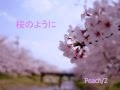 桜のように - Peach/2