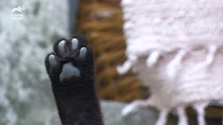 アプリカーレ編 | 世界ねこ散歩～イタリア～ (アニマルプラネット)