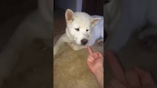 Keiko the Akita prefers good manners.  Wait for it...