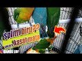 Ciri Ciri Burung Lovebird Split Biola