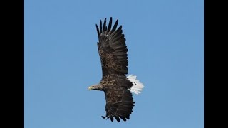 Try to hear this White-tailed eagle
