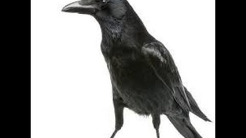 Matt Waldman 2022 Rookie Running Backs