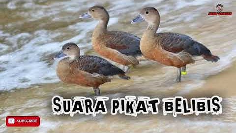 suara pikat belibis