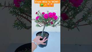 Download Lagu Turning a Simple Plant into a Mini Bonsai Masterpiece 🌿✨ | Satisfying Pruning ASMR #shorts #garden MP3