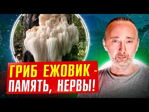 Видео: Гериций/ ежовик гребенчатый: укрепляет память и нервы, защищает от деменции, альцгеймера, паркинсона