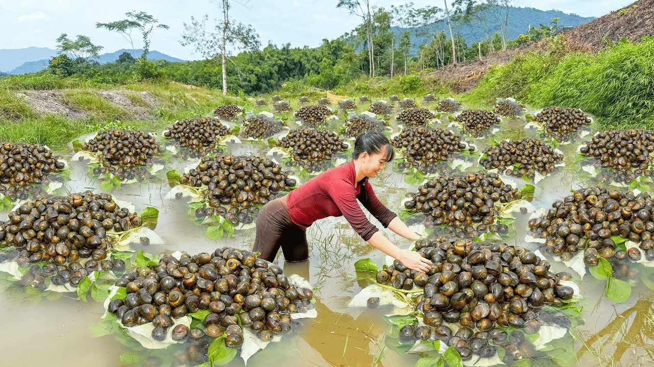 Conquering Rough Roads by Three-Wheeled Truck to Catch Giant Snails for Market Sale