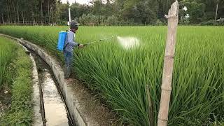 Begini Cara Semprot Padi Yang Benar