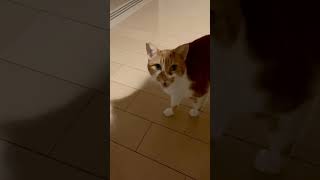 Cajou miaule enfin “nya” !　#catube #pawsome #meow #fanfan#cajou#rescuedcat