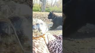 Cute pet COMMON SNAPPING turtle outside with his owner & a cat named 47