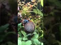 ​The Rare Blue Berry Snail: Tiny &amp; Exotic! 🫐🐌 #shorts