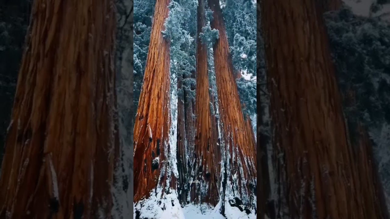 Peaceful Winter Close-Up🌨️ 