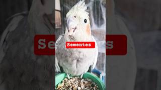 Coloquei comida para ela ( Calopsita  ) adora sementes