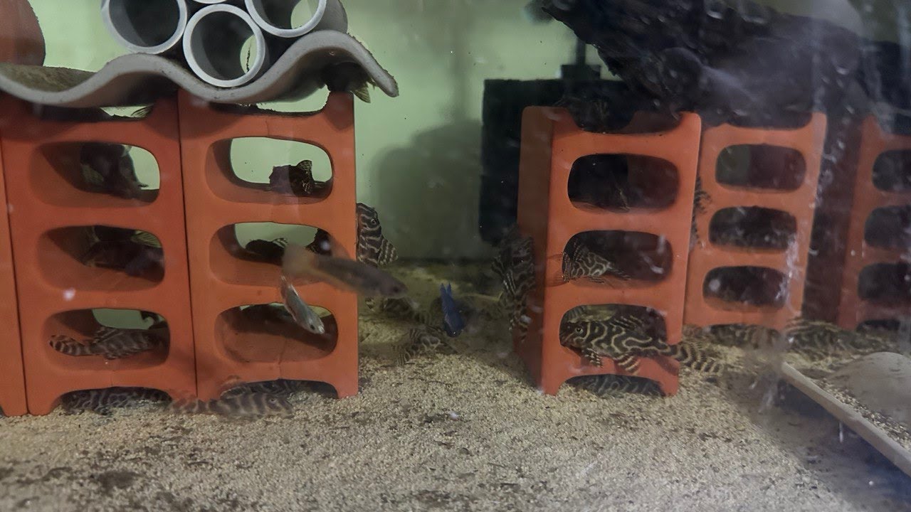 L333 King Tiger Pleco Juveniles Feeding