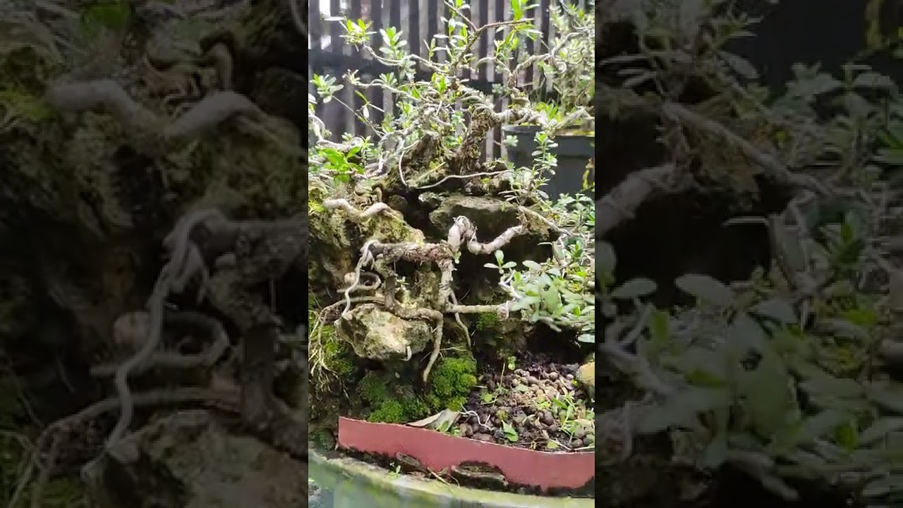 Program Membuat Bonsai Penjing dari Santigi Semai Biji - Root over rock Santigi Bonsai Tree