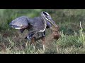 Our Local Dinosaurs called Great Blue Herons