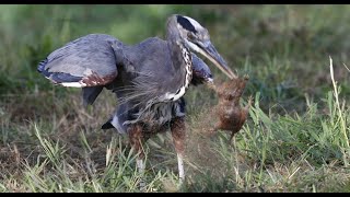 Our Local Dinosaurs called Great Blue Herons