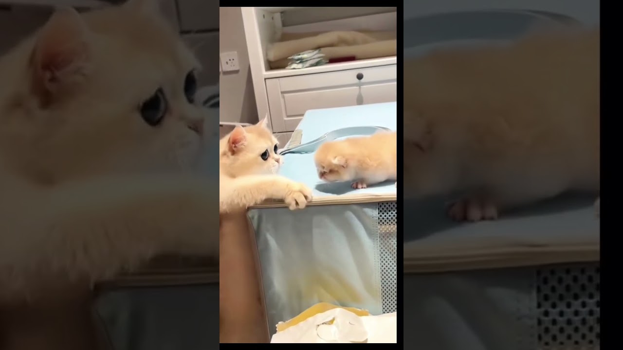 Cutest & Funniest Cats That Will Make Your Day 😹🐾