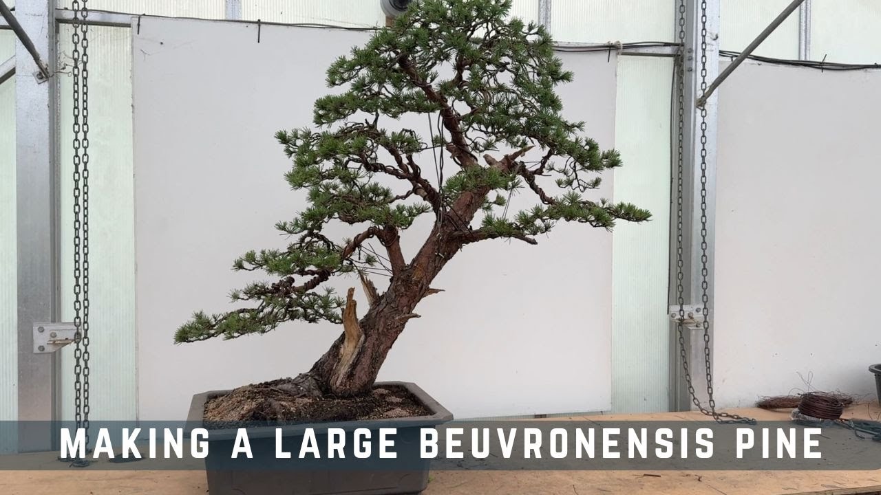 Making a Large Beuvronensis Pine Bonsai