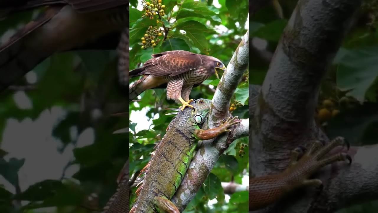 Hawk Attacks Giant Iguana on Tree Branch