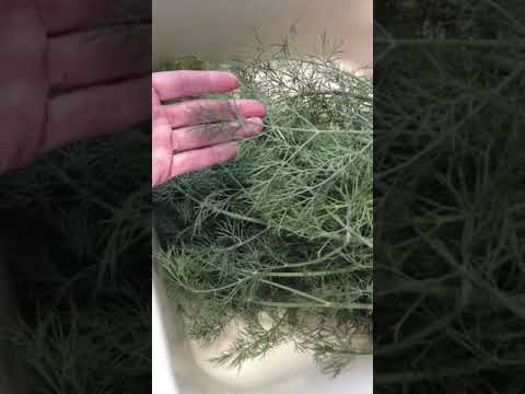 What Can You Do With Fennel Ferns