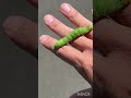 はらぺこイモムシ