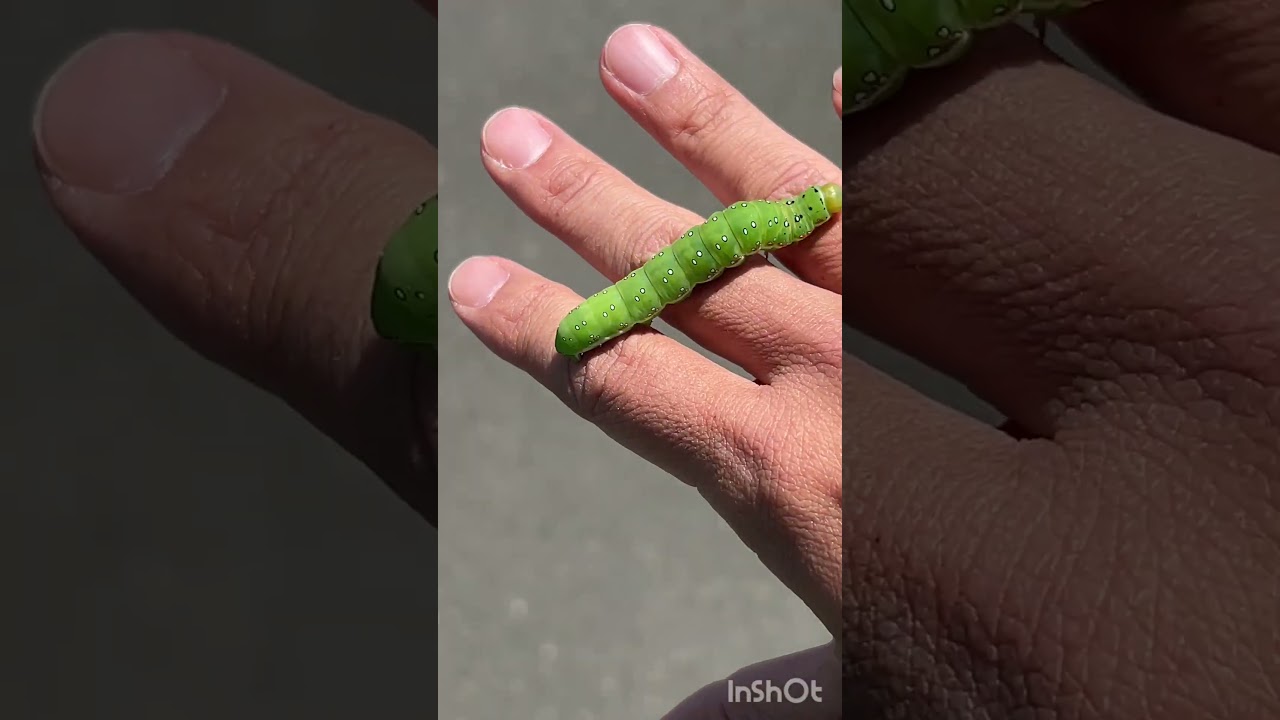 はらぺこイモムシ
