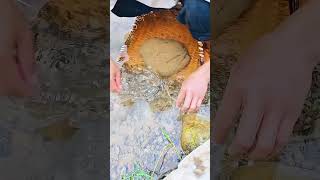 Secrets of the River:Catching Rare Aquatic Insects! #fishing #outdoors