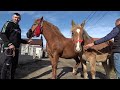 Caii lui Cosmin de la Tritenii de Jos, Cluj - 2024 Nou!!!