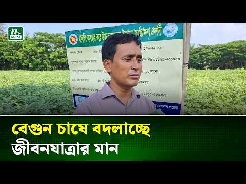 আগাম বেগুন চাষে ভাগ্য বদলাচ্ছে সুবর্ণচরের কৃষকদের | Eggplant Farming | NTV News