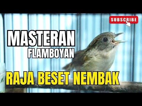 100% Jitu //Suara FLAMBOYAN GACOR Paling Ampuh MASTERAN DAN PANCINGAN //Terapi Air Mengalir Burung