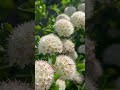 Native Ninebark 🌿 | No Pruning, No Fuss