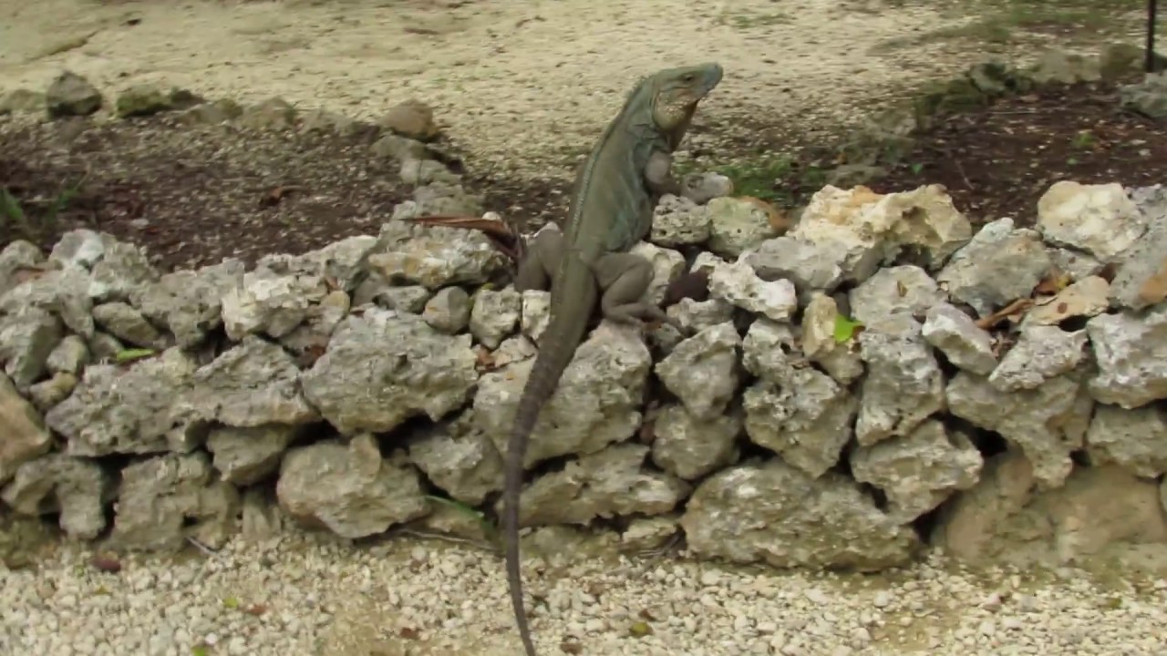 cayman islands airport Encounter with free roaming endangered Grand Cayman Blue Iguana at QE II Botanic Park