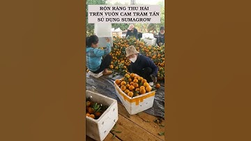 Cam V2 của bà con đã thu chưa? Cùng Sumagrow thăm vườn cam trăm tấn tại Hoà Bình