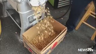 Man makes roasted peanuts at SC State Fair
