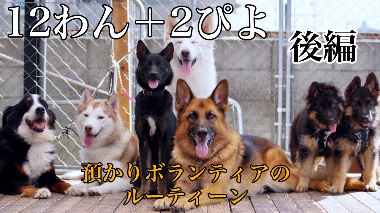 【預かりボランティア】多頭飼い飼い主のルーティーン【後編】