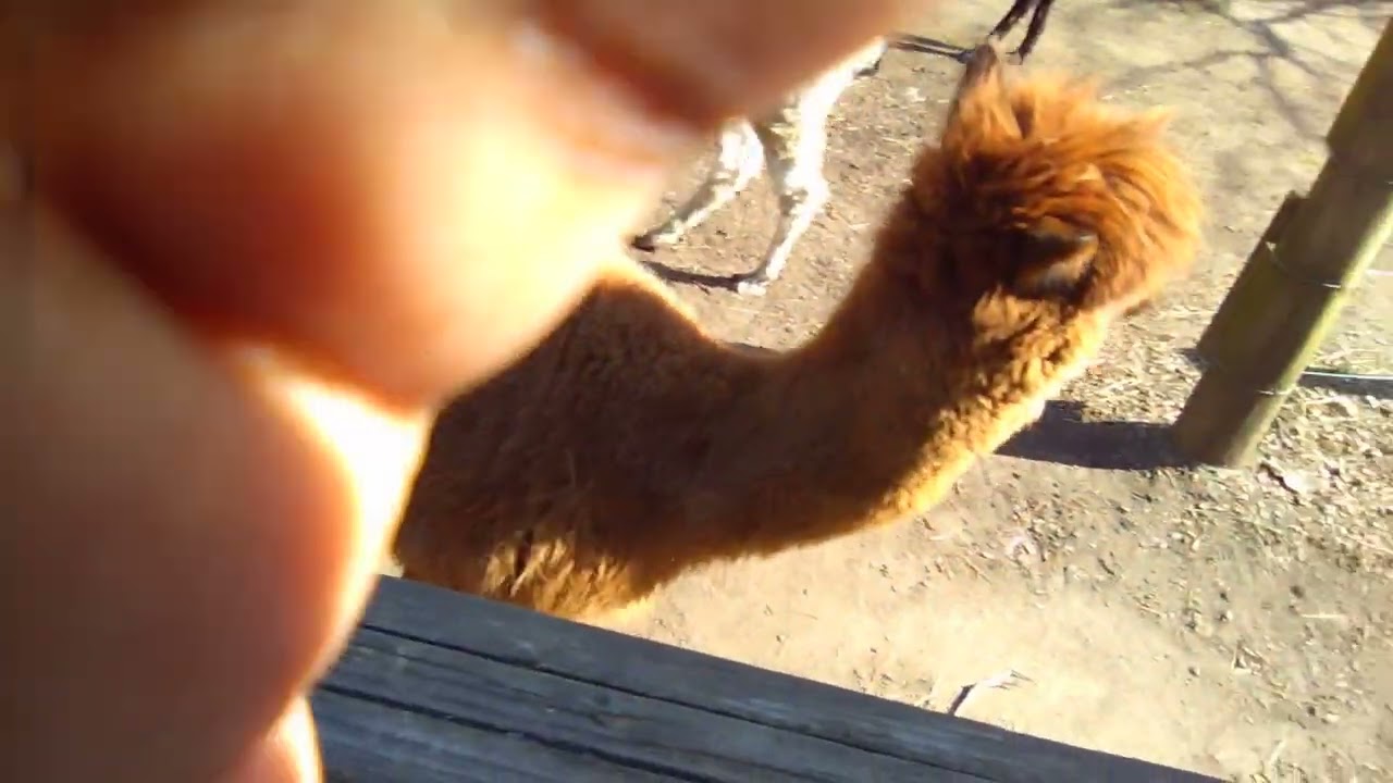 Part 3 of my Vlog at Queens Zoo (Petting Zoo)