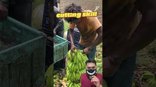 Download Lagu SLICE SKILL  🍌 ❗️ #funny #food #banana #fruit #gensmile #shorts #reaction MP3