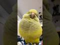This very fat parrot lives a super happy life. #birds #parrot #cute #parrots #pets #shorts