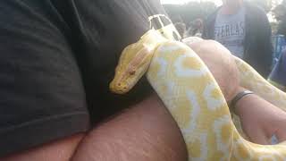 Ball python albino – Krajta královská albin (Python regius)