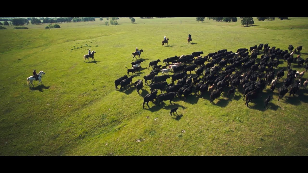 VIRBAC 2019 - Shaping the future of animal health