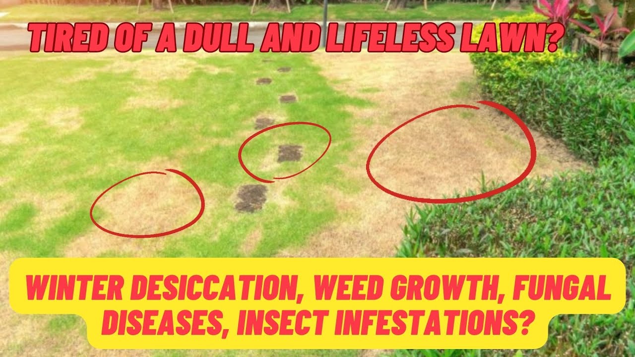 lawn-care-prices-in-my-area-how-to-price-your-lawn-services