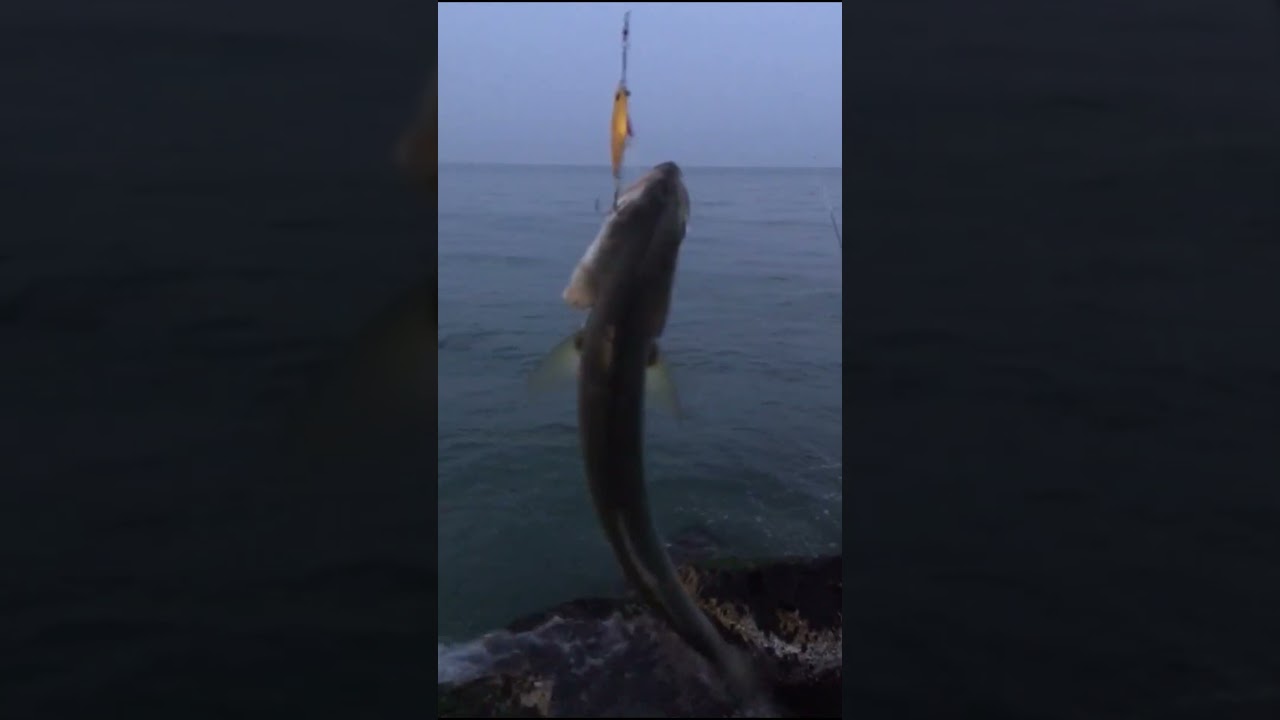 PESCA DE DORADOS , ANJOVAS, BLUEFISH  FISHING, PLAYA SALER, SPINNING. ESPAÑA VALENCIA